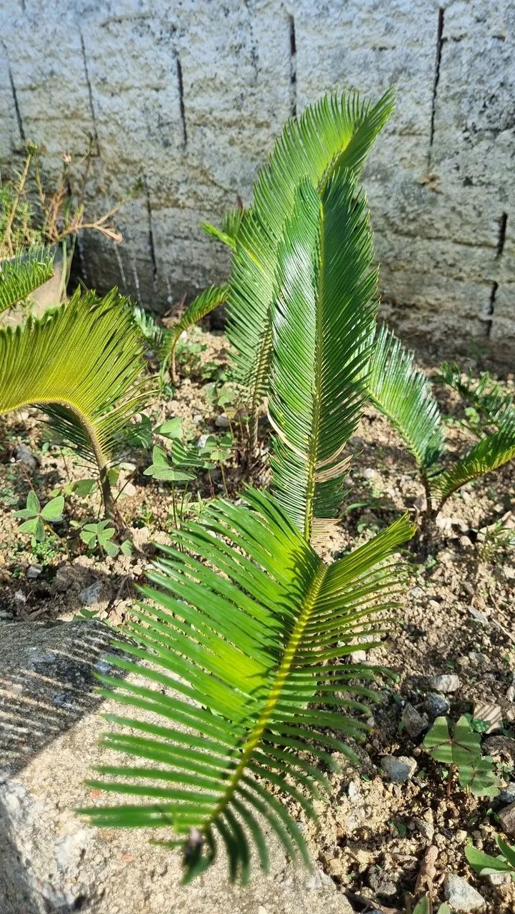 Mudas de planta Cyca - Foto 3