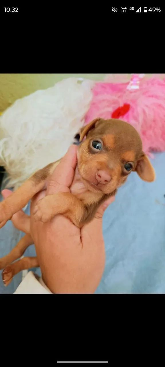 Cachorro  - Foto 4