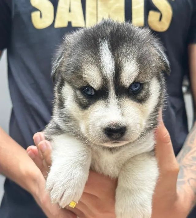Filhote Husky Siberiano (Lobo), autêntico e puro. - Foto 3