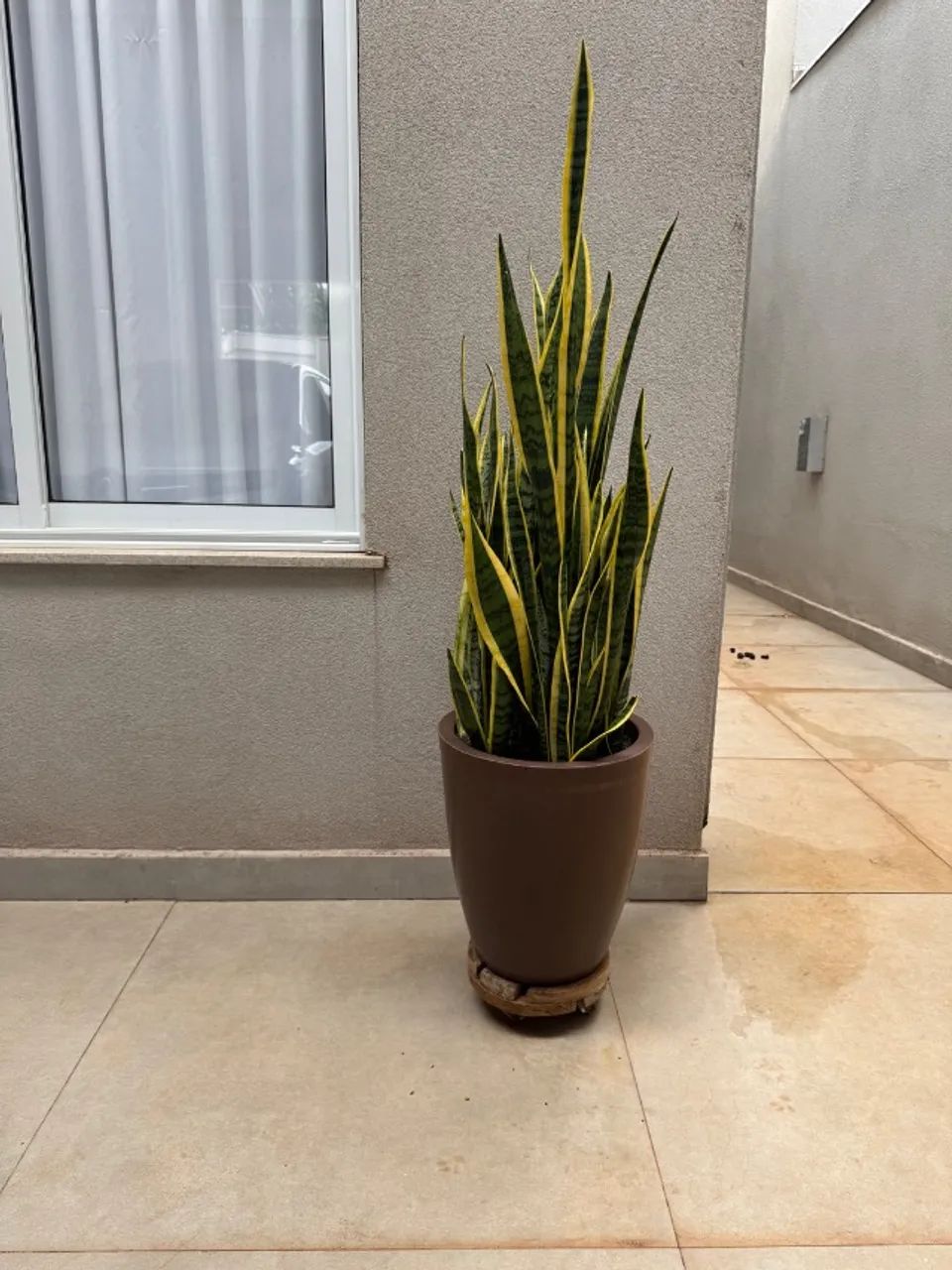 Vaso de planta médio com Espada de Santa Bárbara 
