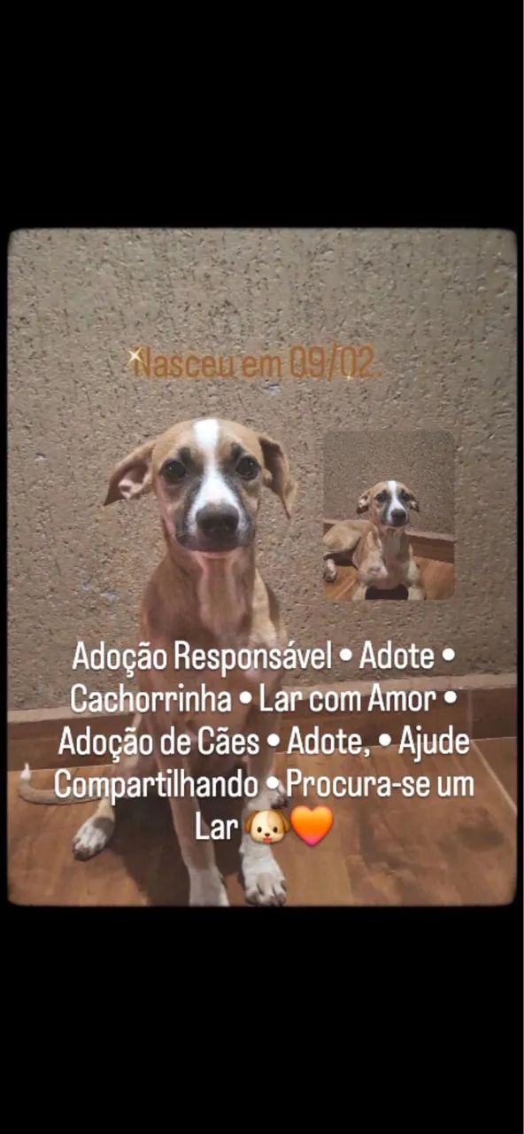 Cachorro  - Foto 3