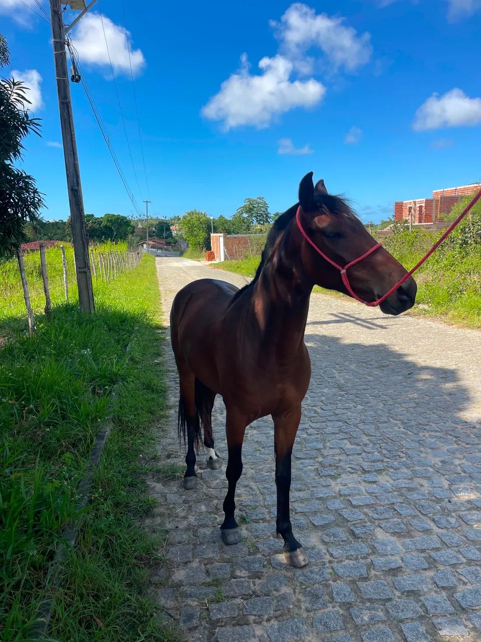 Porda mestiça de MM - Foto 2