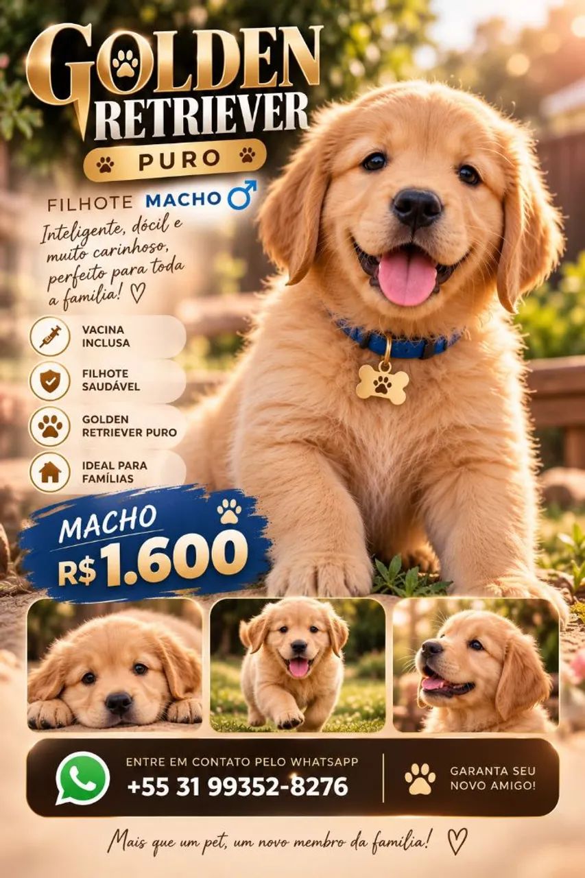 Golden retriver  - Foto 2