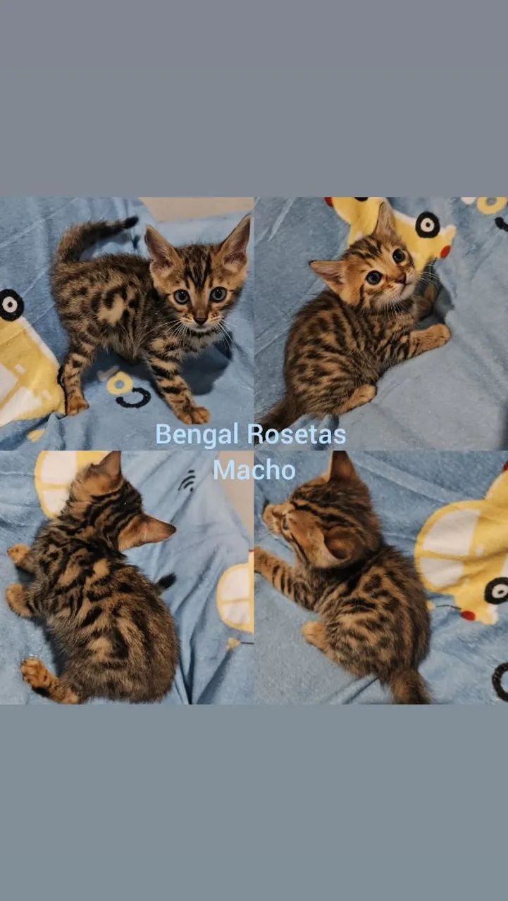  Bengal Filhotes - Gatil BSB Cat  - Foto 5