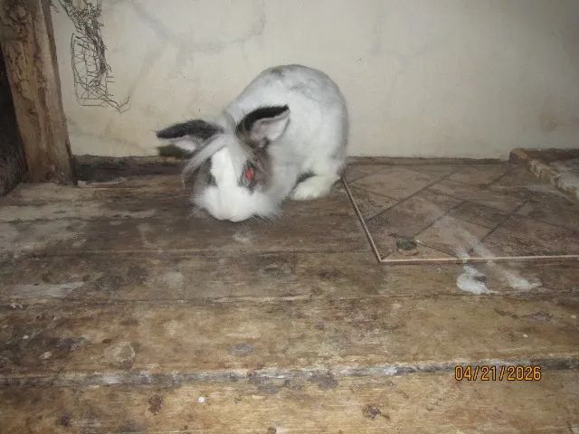 coelho macho,de olhos azuis  - Foto 2