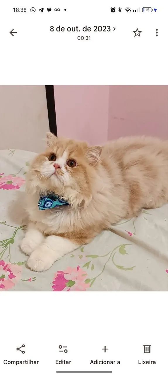 Gato persa - Foto 4