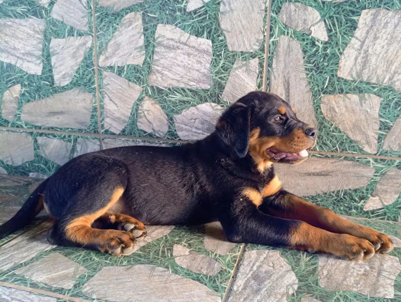 Macho Rotweiller  - Foto 4