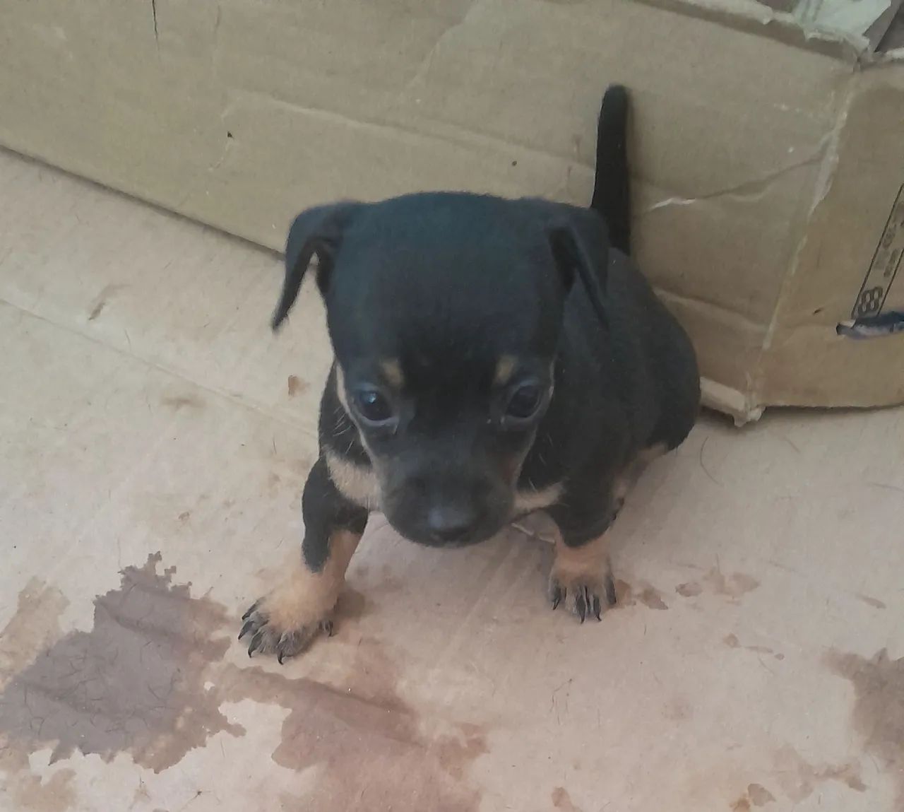 Cachorro pinscher  - Foto 4