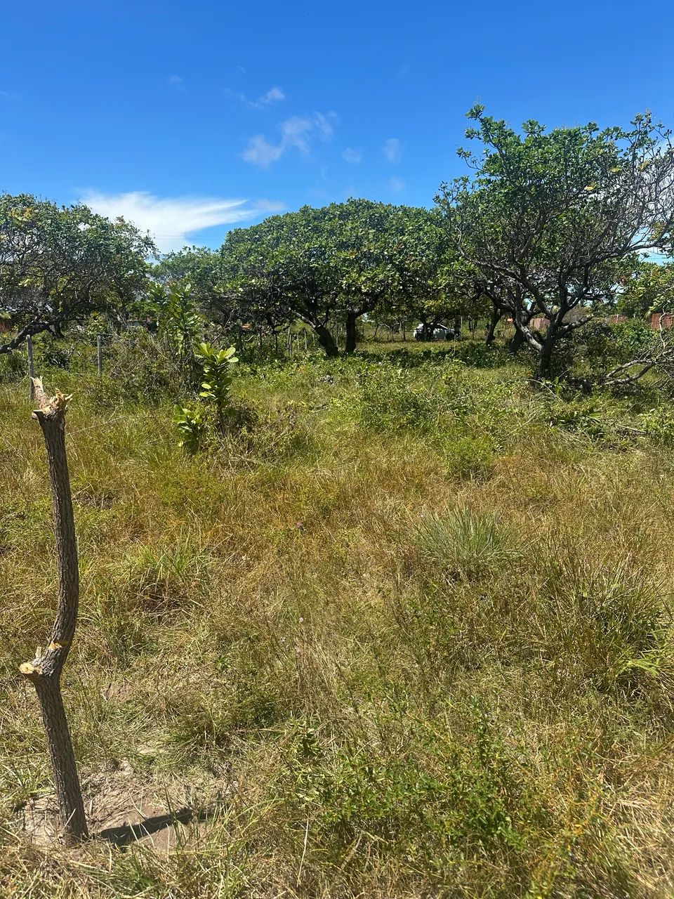 Terreno 10x50 em paracuru - Foto 5