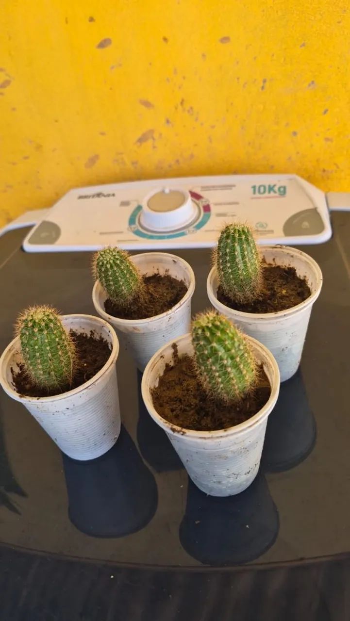 cacto  - Foto 4