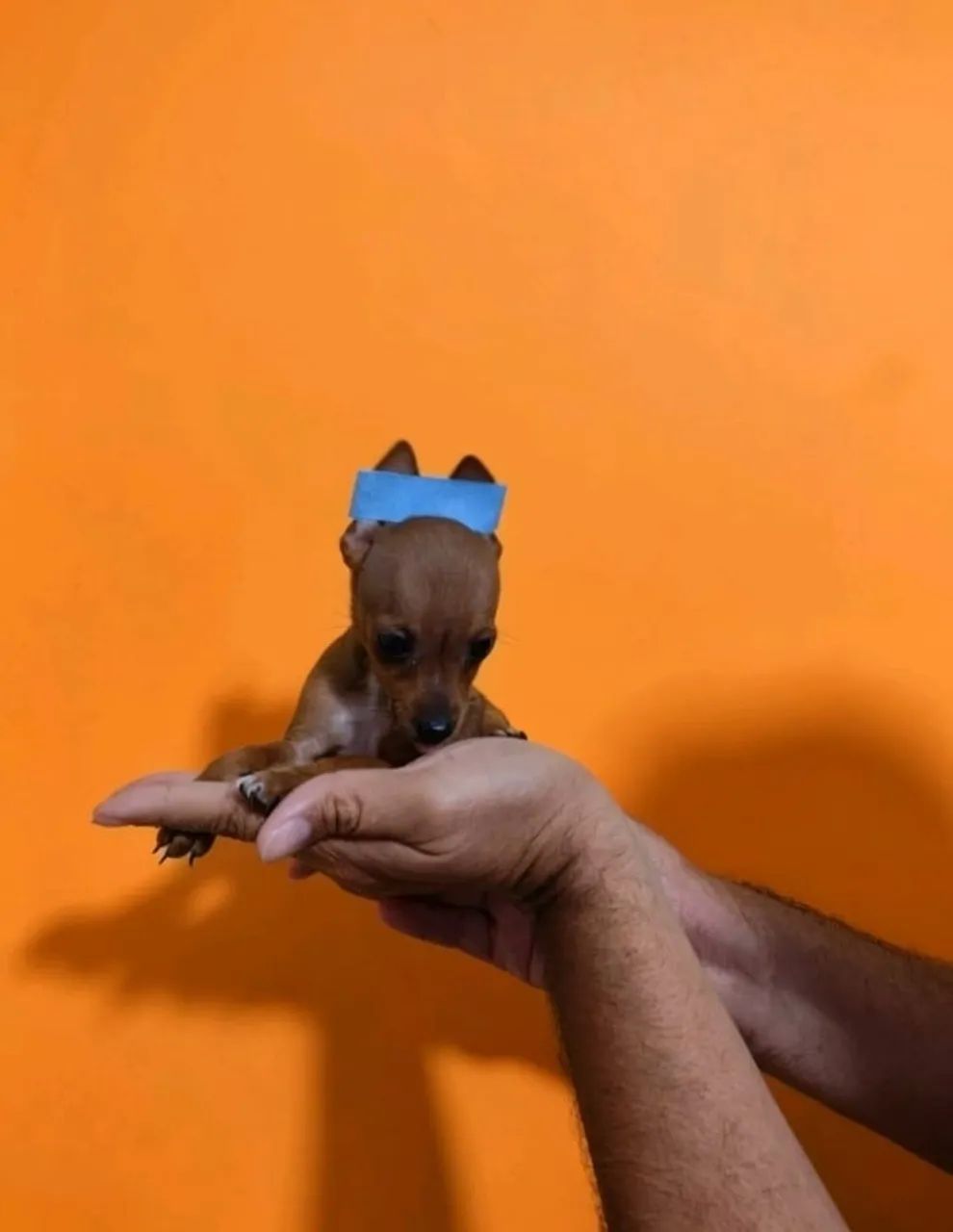 Pinscher 