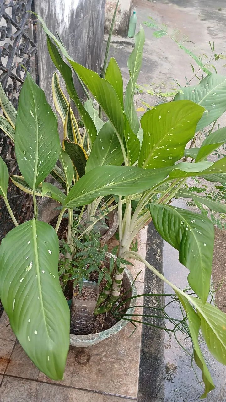 VÁRIAS OPÇÕES DE PLANTAS  - Foto 4