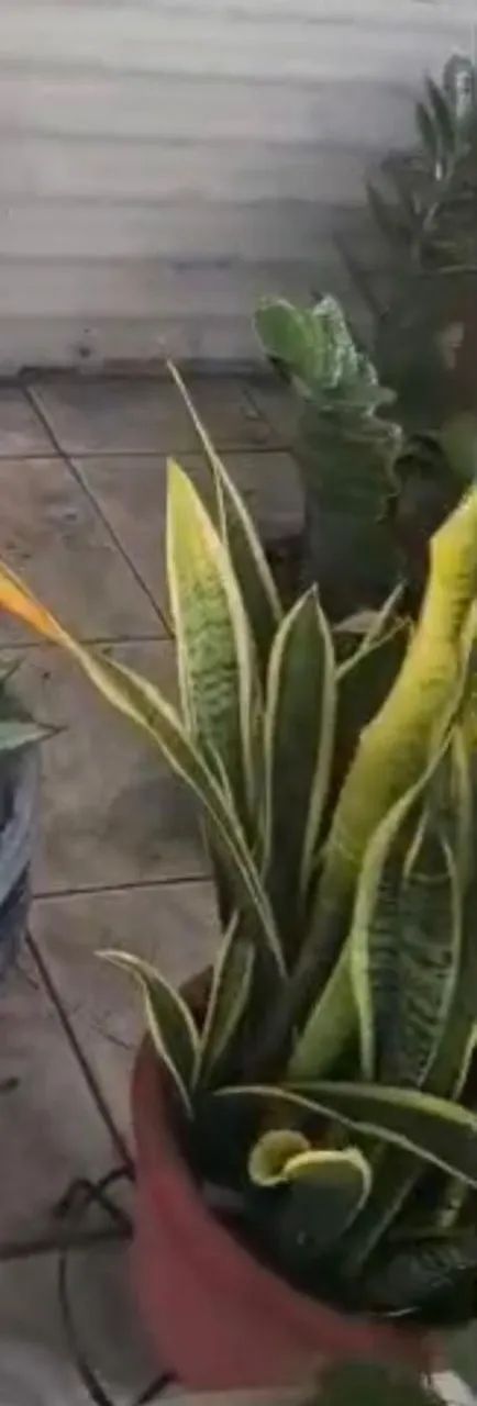 Plantas e vasos diversos - Foto 6