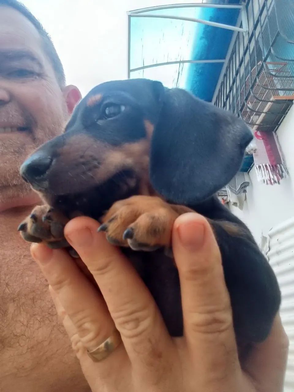 Cachorros  - Foto 5