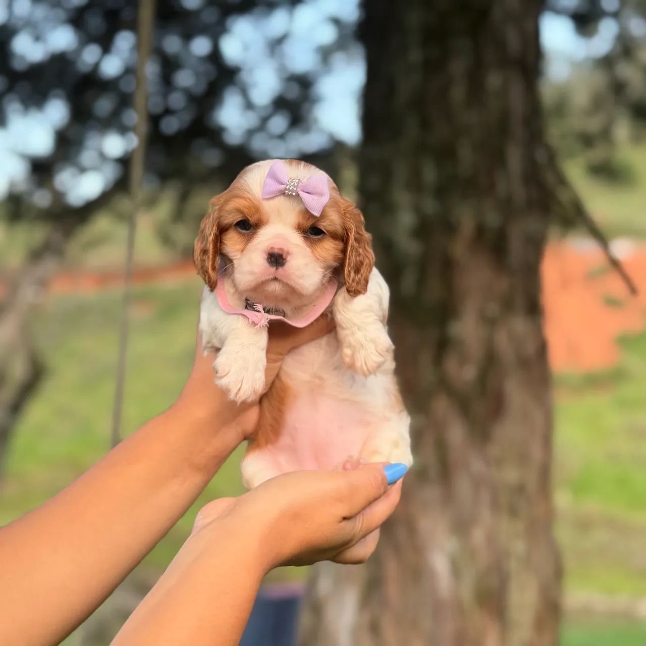 Cavalier king fêmea 