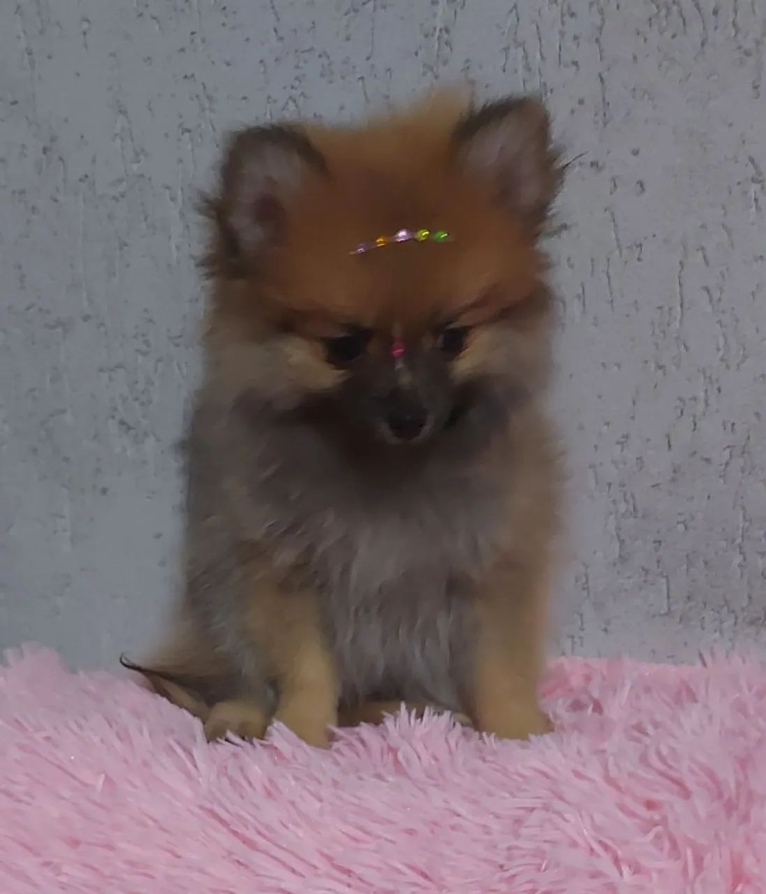 Cachorros e acessórios  - Foto 6