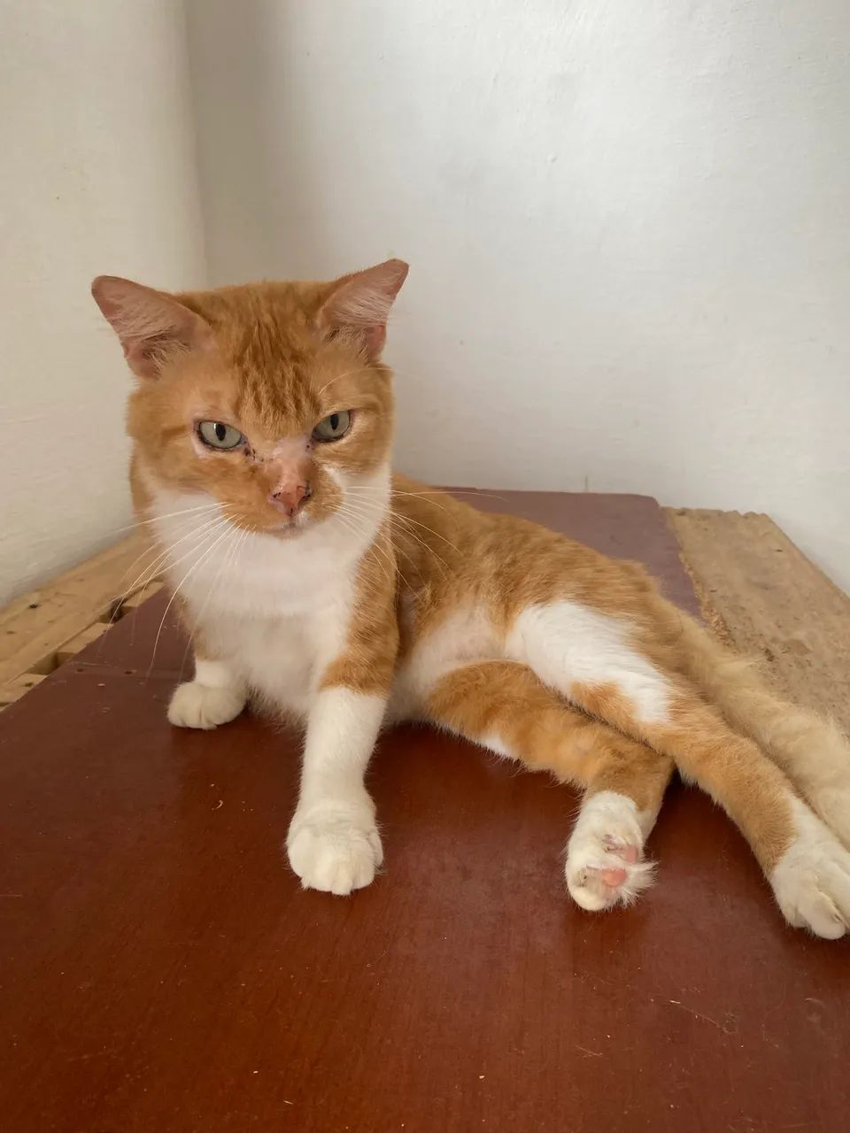Adote um Gato - Foto 4