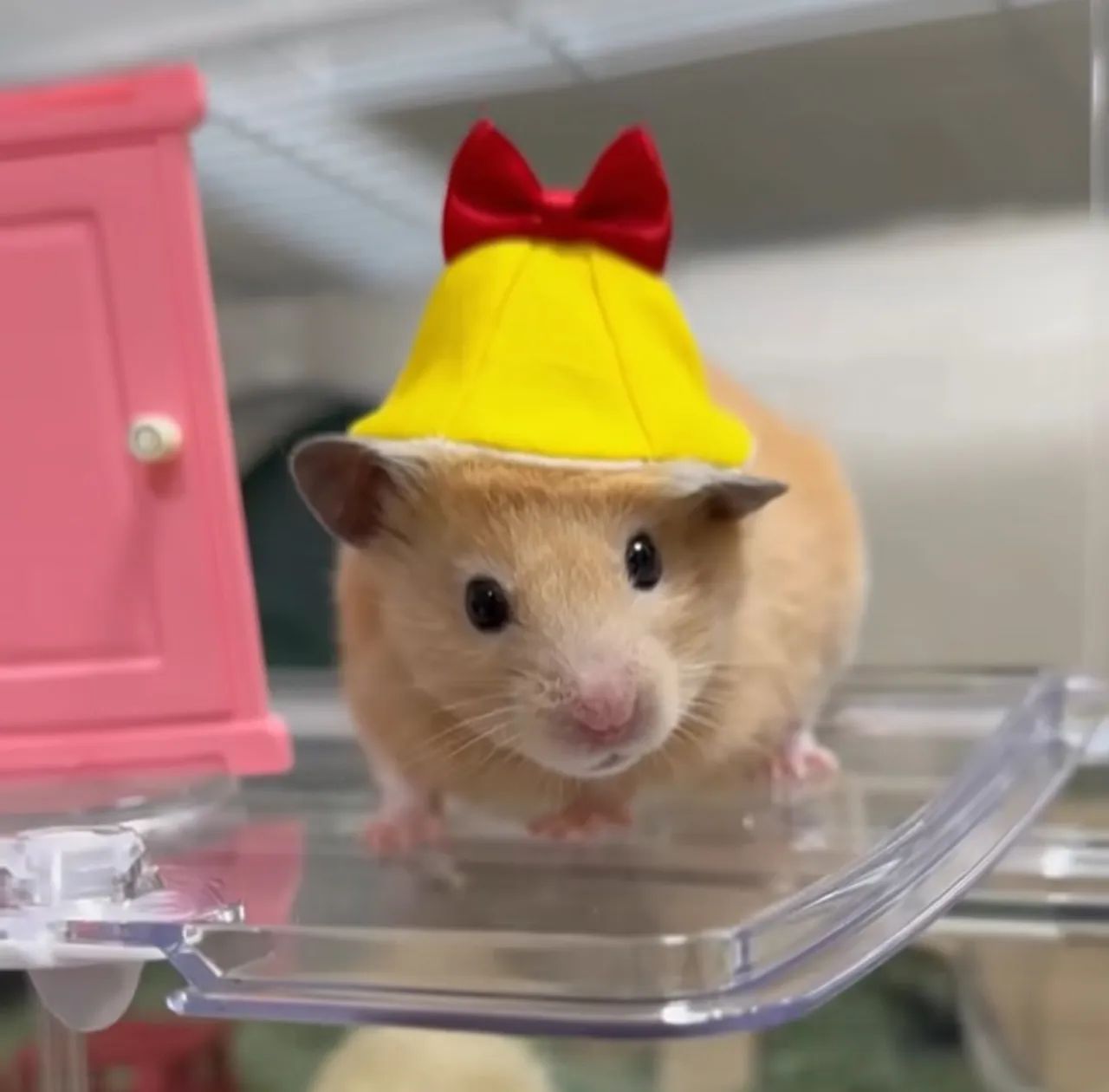 Hamster anão - Foto 2