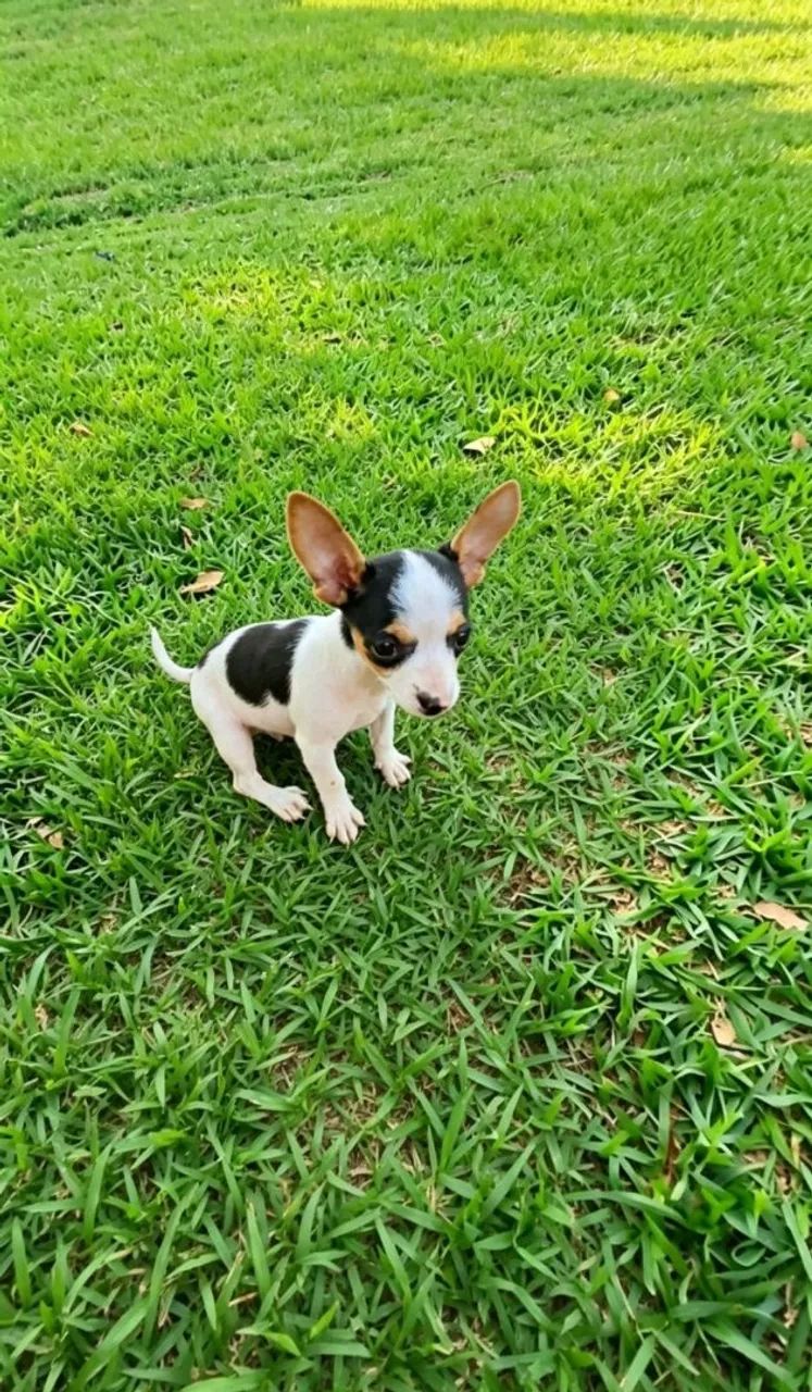 Pinscher  - Foto 3