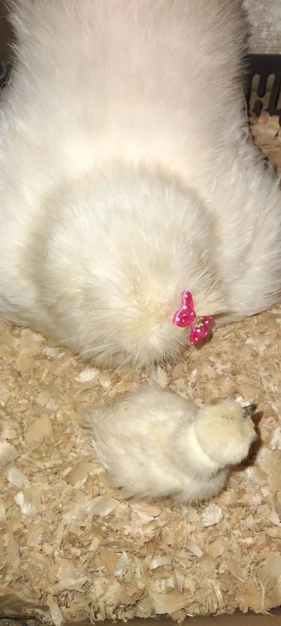 Sedosa do Japão silkie 