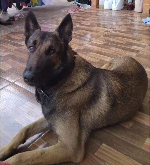 FILHOTES PASTOR MALINOIS - Foto 2