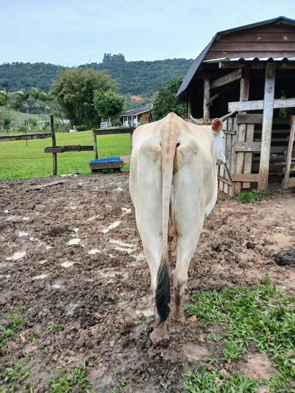 Vaca mansa com cria  - Foto 3