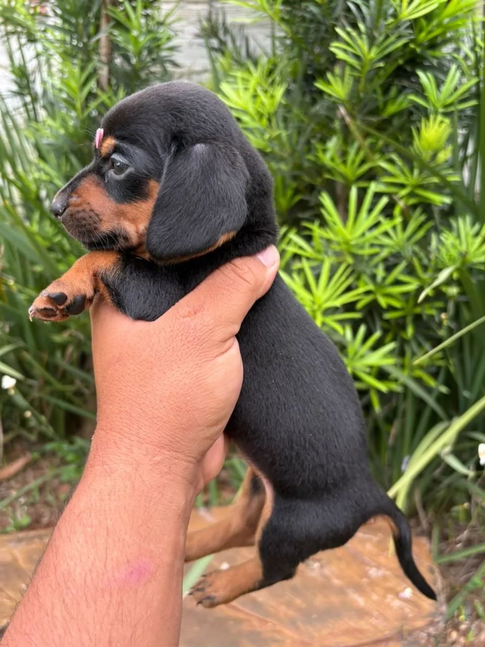 fêmea dachshund  - Foto 2
