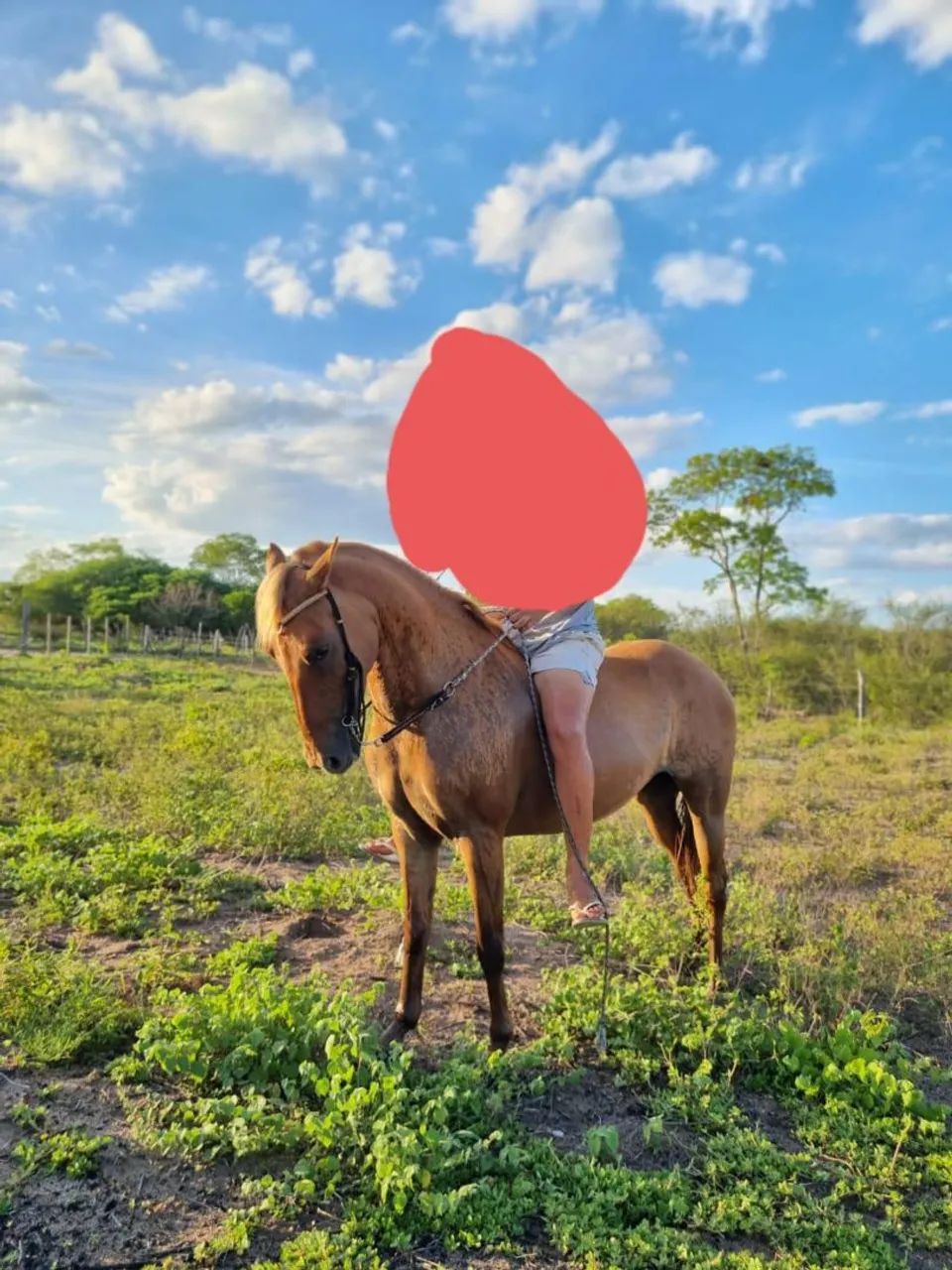 Egua quarto de milha mestiça mechida na esteira  - Foto 3