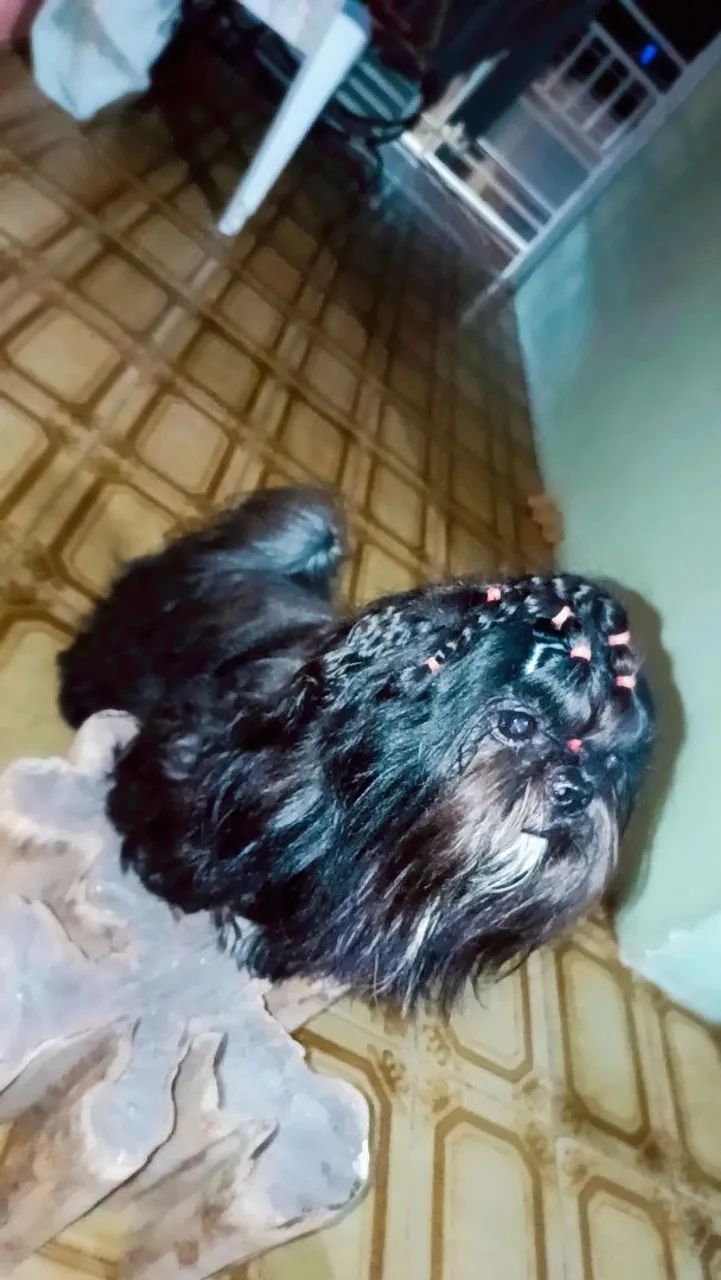 Shih tzu em busca de namorada - Foto 3