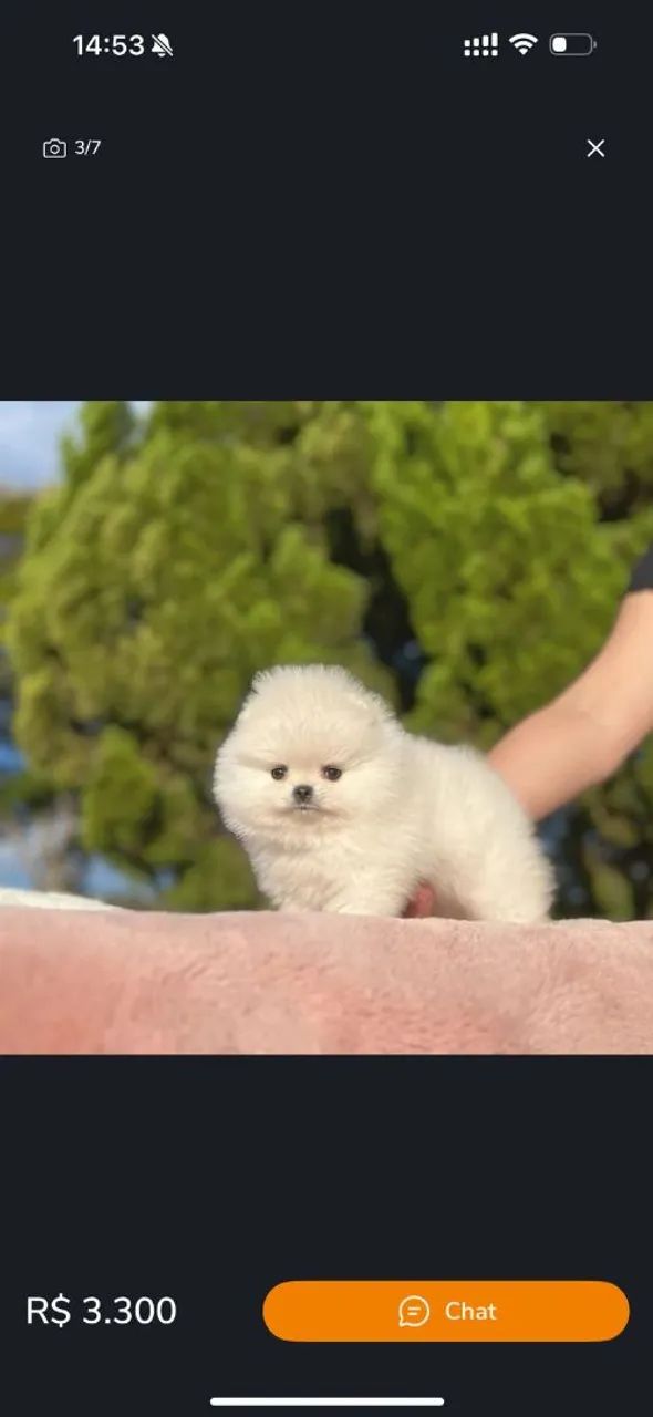 Lulu da Pomerânia baby face  - Foto 4