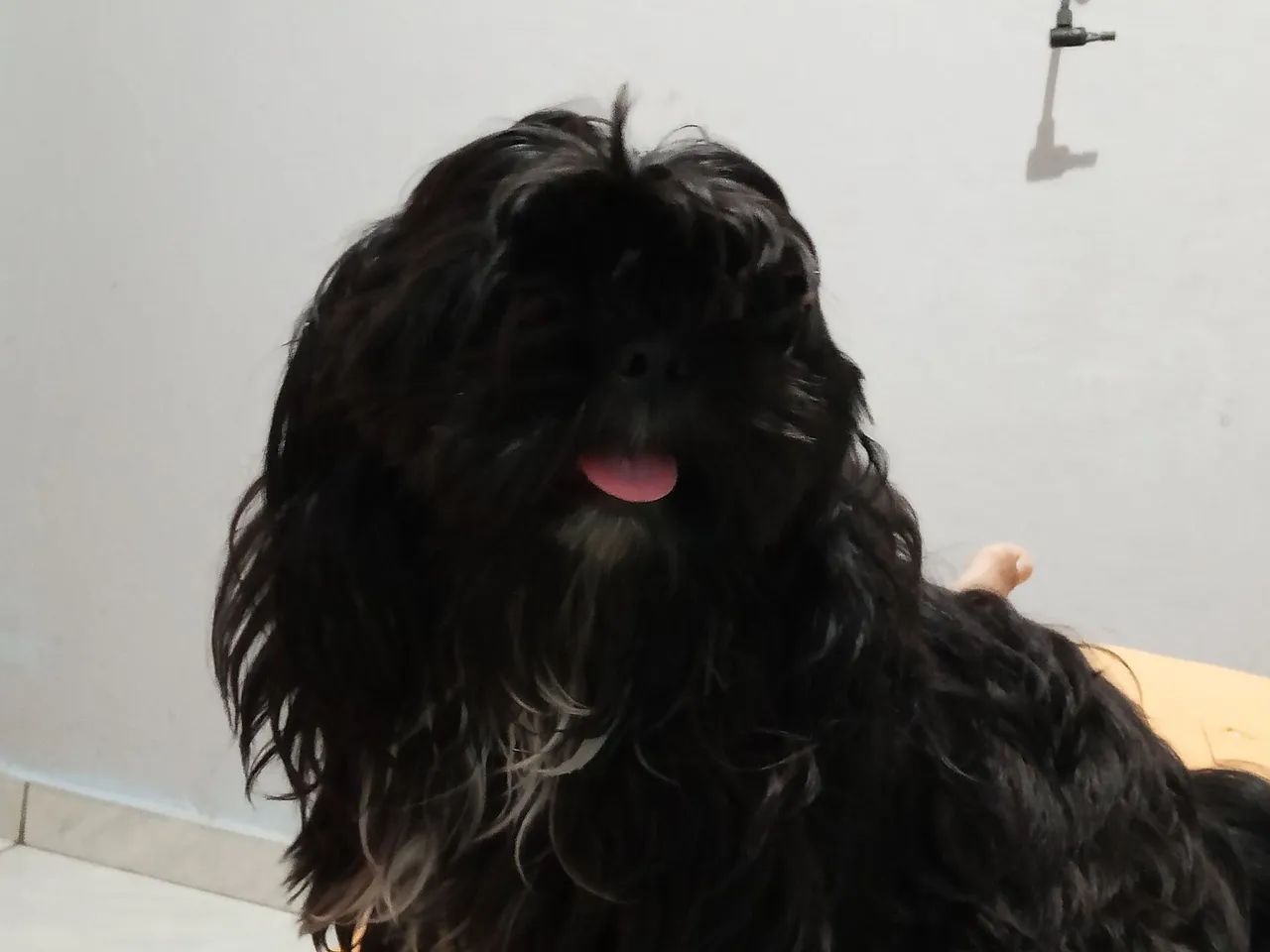 Cachorro shizsi 
