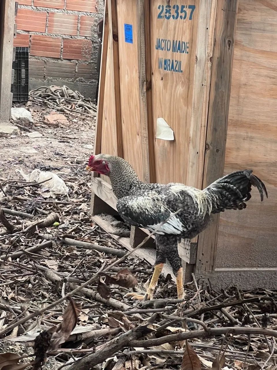 Galo - Foto 2