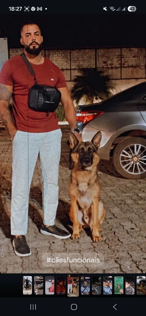 Adestramento canino e reabilitação comportamental  - Foto 2