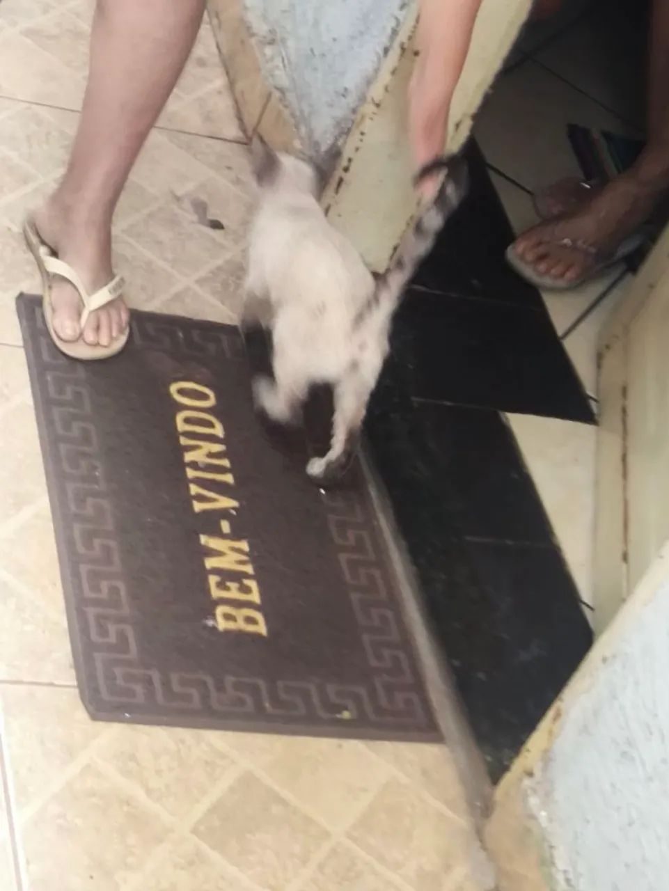 Gatos para adoção  - Foto 4