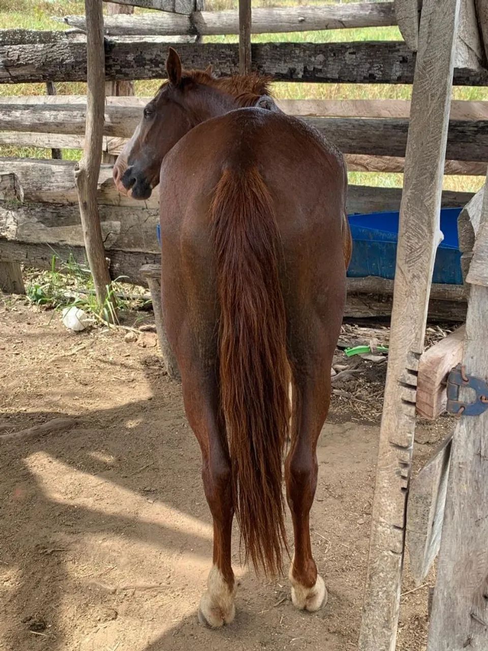 Vendo alazão com sela e tudo  - Foto 5