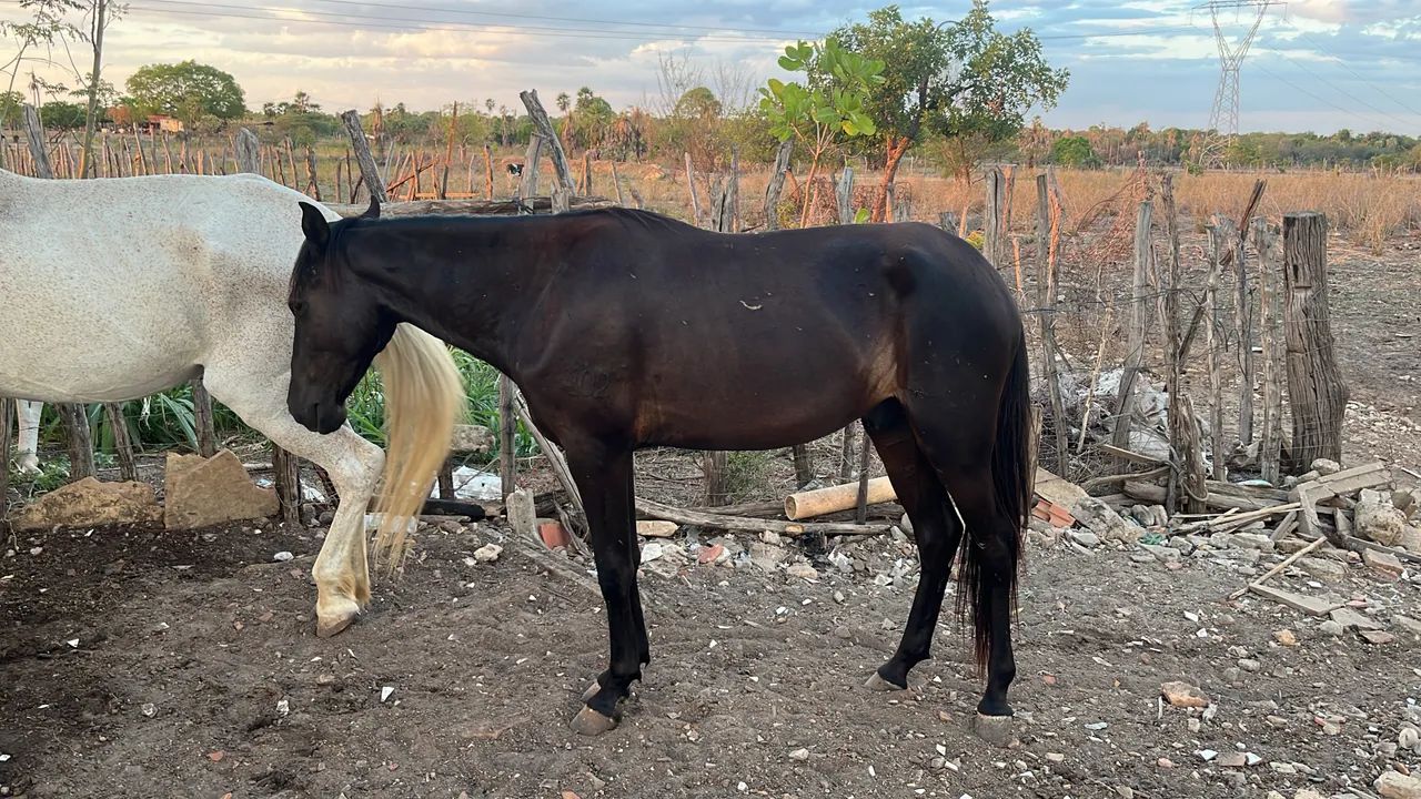 Potro de manga larga machador - Foto 2