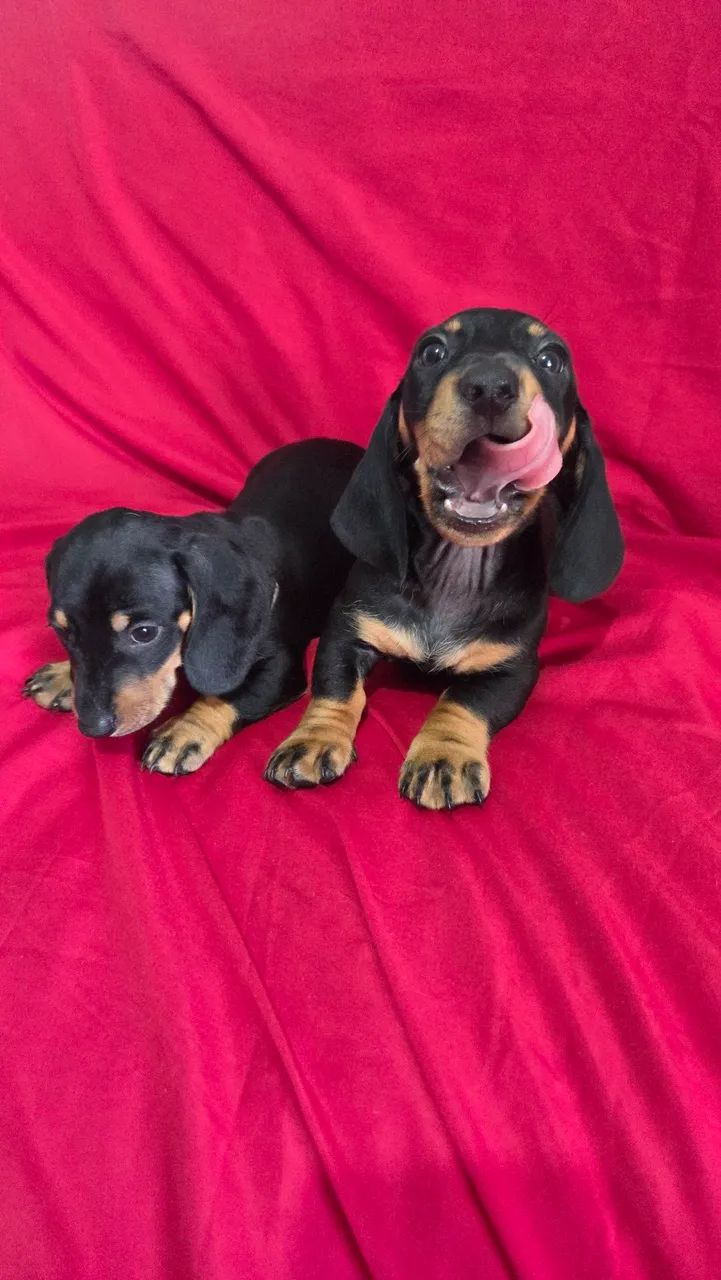 Dachshund machinhos  - Foto 4