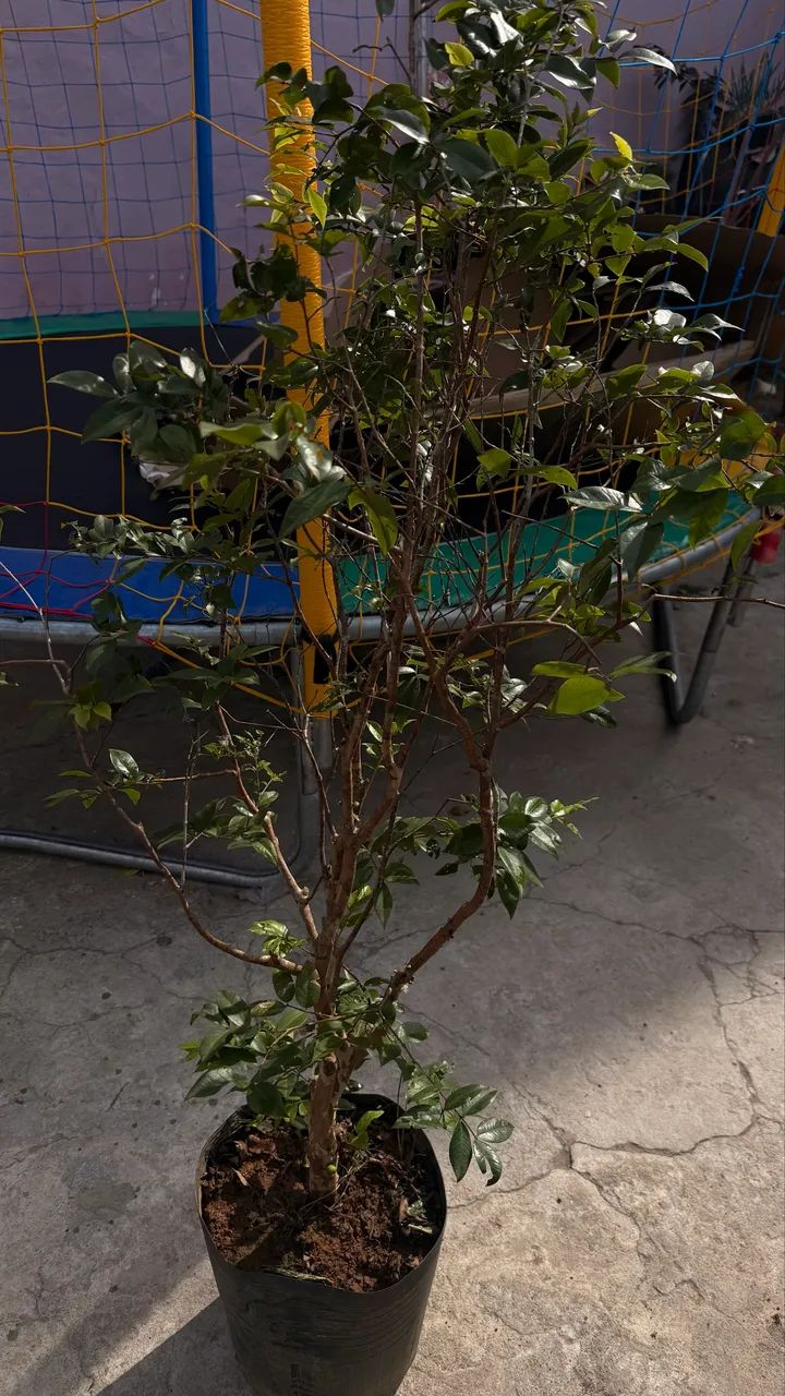 Mudas frutíferas enxertadas produzindo 