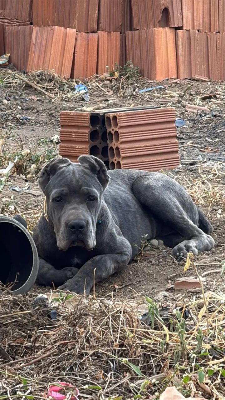 Cane corso macho 4 meses