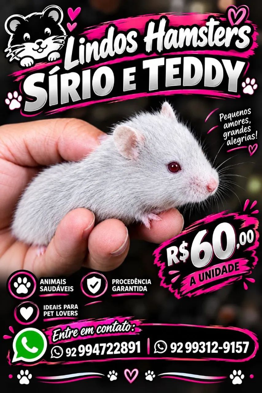 Hamster Sírio e Teddy - Foto 2