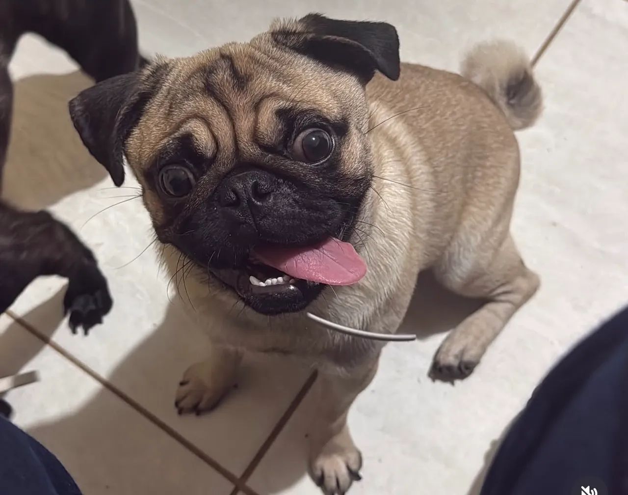 Pug - Foto 2