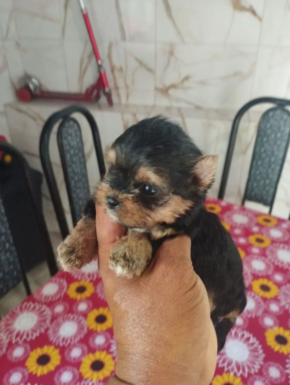 Vende se cães  - Foto 3