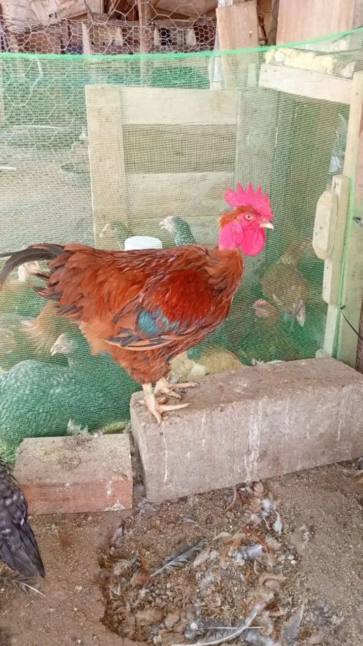 Frango Semi-Caipira - Foto 2
