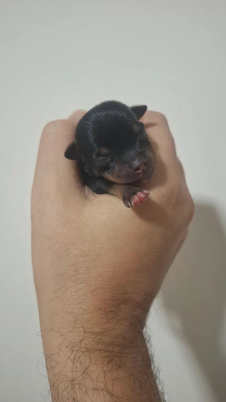 Pinscher 0 e micro