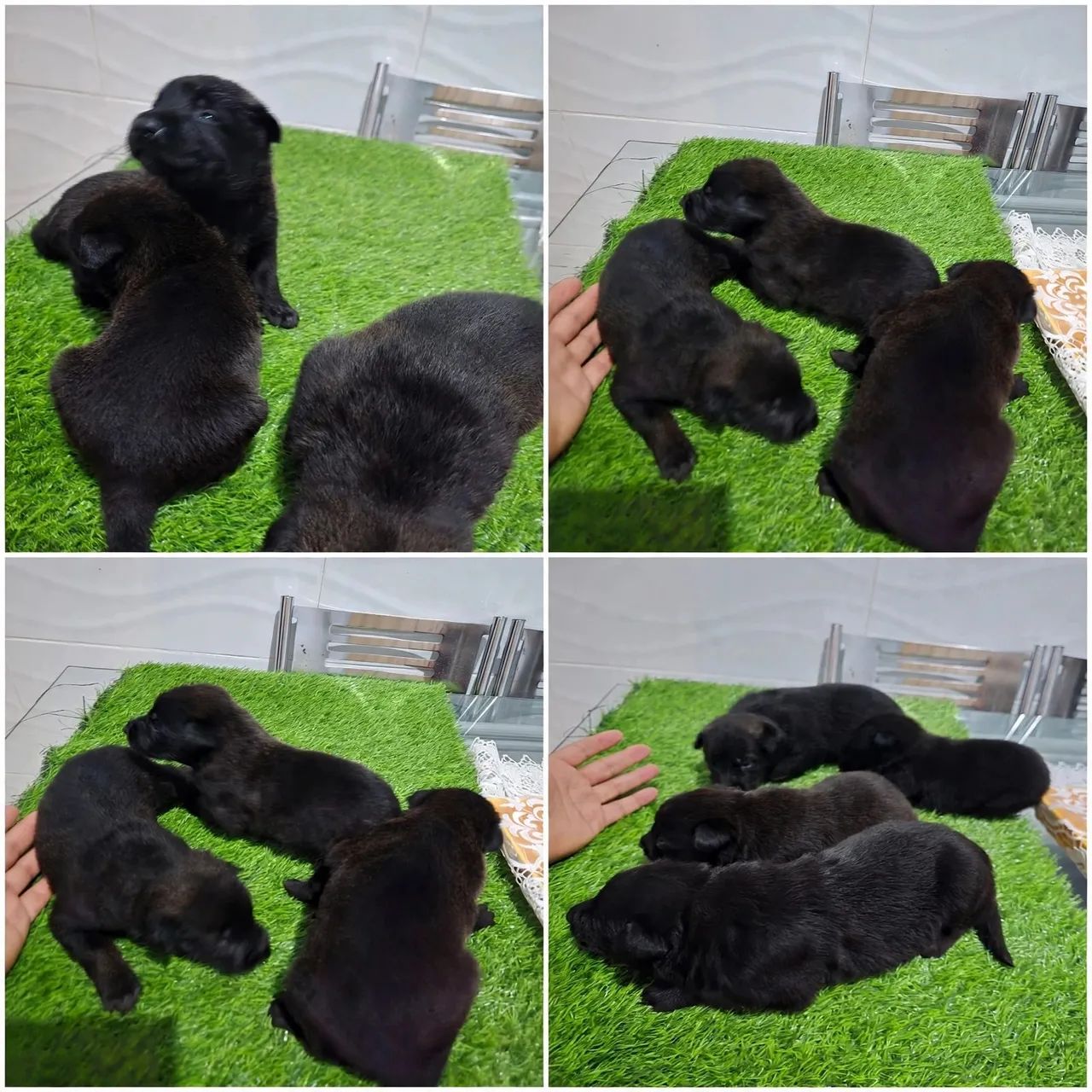 Pastor belga de malinois  - Foto 4