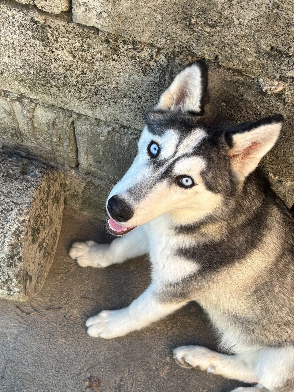Husky siberiano  - Foto 4