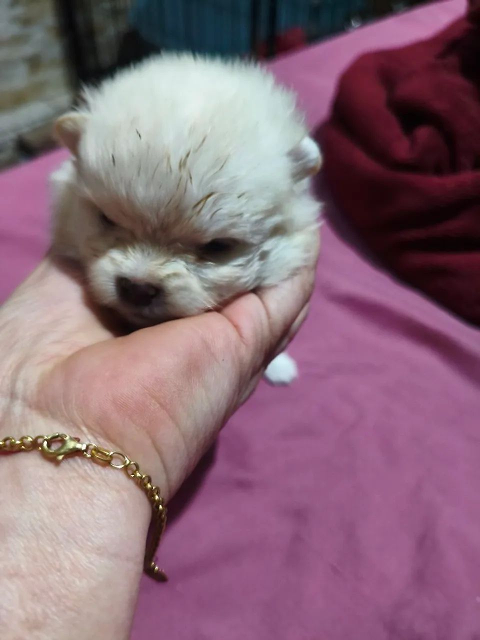 Spitz anão lulu machos