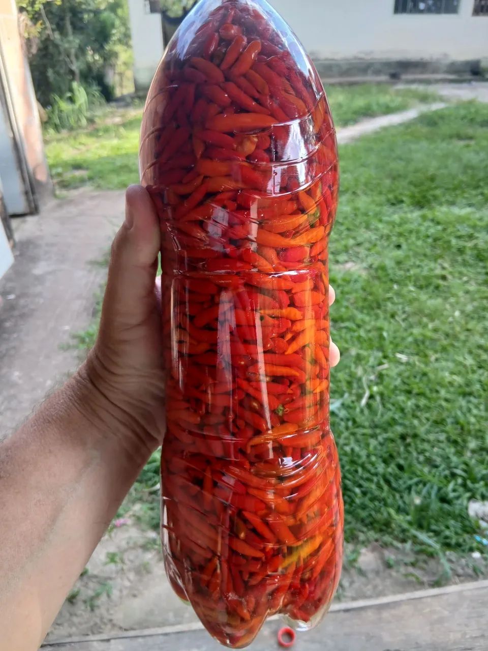 Pimenta - Foto 3