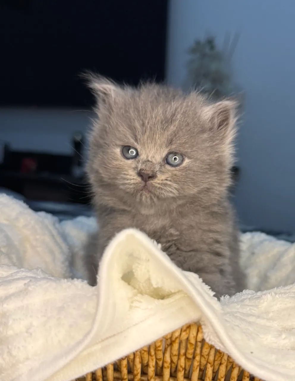Gata British Longhair