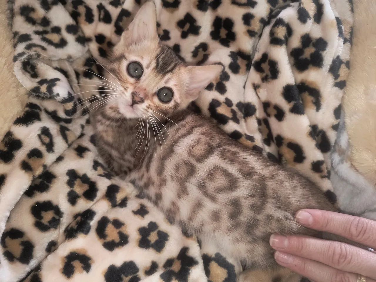 Bengal legítimo com PEDIGREE  - Foto 2
